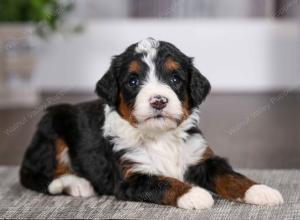 tri-colored female mini bernedoodle near Chicago Illinois