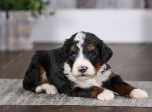 tri-colored female mini bernedoodle near Chicago Illinois