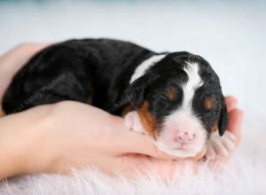 tri-colored female mini bernedoodle near Chicago Illinois