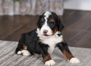 tri-colored female mini bernedoodle near Chicago Illinois