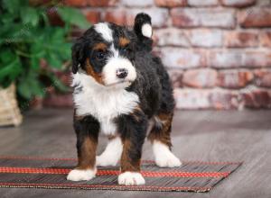 tri-colored female mini bernedoodle near Chicago Illinois