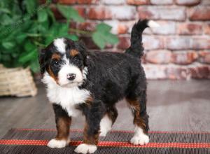 tri-colored female mini bernedoodle near Chicago Illinois