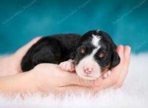 tri-colored male mini bernedoodle near Chicago Illinois