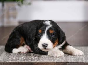 tri-colored male mini bernedoodle near Chicago Illinois