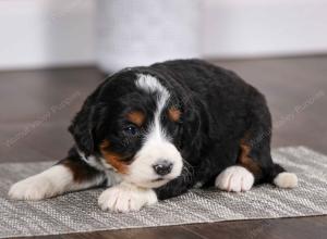 tri-colored male mini bernedoodle near Chicago Illinois