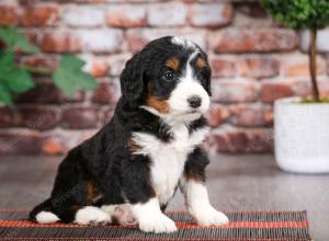 tri-colored male mini bernedoodle near Chicago Illinois