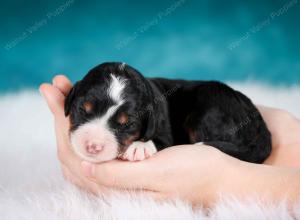 tri-colored male mini bernedoodle near Chicago Illinois