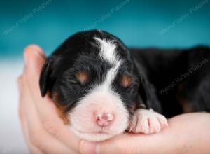 tri-colored male mini bernedoodle near Chicago Illinois