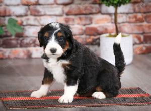 tri-colored male mini bernedoodle near Chicago Illinois