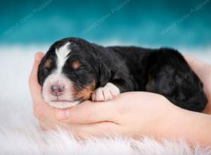 tri-colored male mini bernedoodle near Chicago Illinois