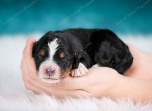 tri-colored male mini bernedoodle near Chicago Illinois