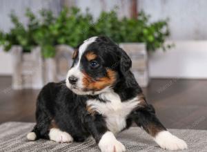 tri-colored male mini bernedoodle near Chicago Illinois