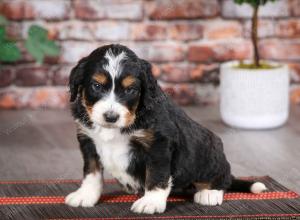 tri-colored male mini bernedoodle near Chicago Illinois