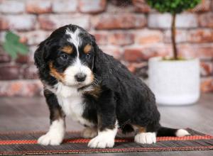 tri-colored male mini bernedoodle near Chicago Illinois