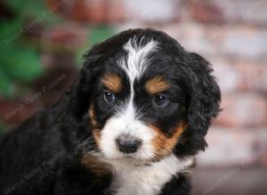 tri-colored male mini bernedoodle near Chicago Illinois