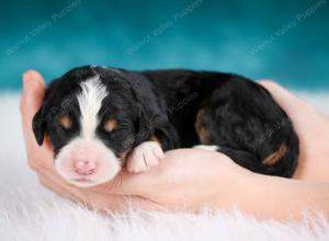 tri-colored male mini bernedoodle near Chicago Illinois