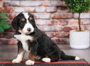 tri-colored male mini bernedoodle near Chicago Illinois