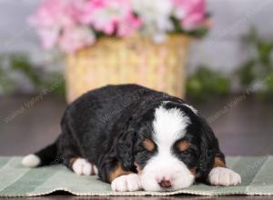 tri-colored mini bernedoodle near Chicago 