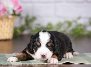 tri-colored mini bernedoodle near Chicago 