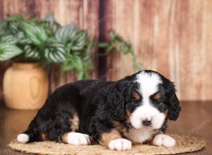 tri-colored mini bernedoodle near Chicago 