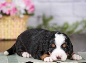 tri-colored mini bernedoodle near Chicago 