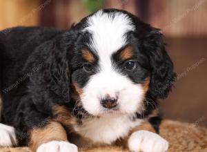 tri-colored mini bernedoodle near Chicago 