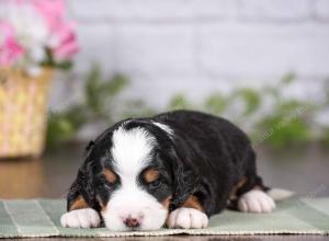 tri-colored mini bernedoodle near Chicago 