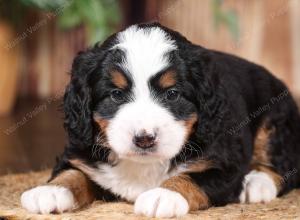 tri-colored mini bernedoodle near Chicago 