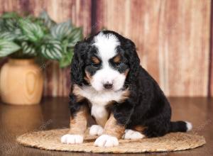 tri-colored mini bernedoodle near Chicago 