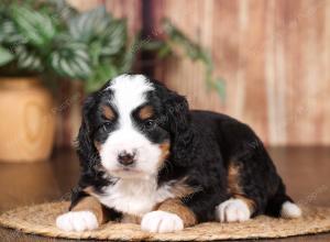 tri-colored mini bernedoodle near Chicago 