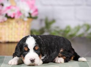 tri-colored mini bernedoodle near Chicago 