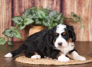 tri-colored mini bernedoodle near Chicago 