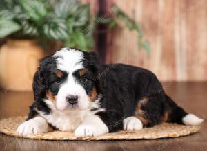 tri-colored mini bernedoodle near Chicago 
