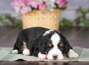 tri-colored mini bernedoodle near Chicago 