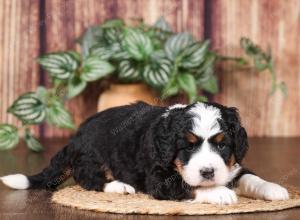 tri-colored mini bernedoodle near Chicago 