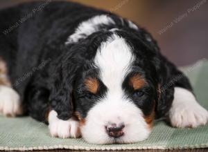tri-colored mini bernedoodle near Chicago 