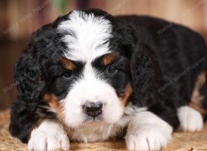 tri-colored mini bernedoodle near Chicago 