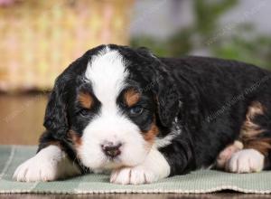 tri-colored mini bernedoodle near Chicago 