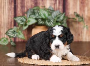 tri-colored mini bernedoodle near Chicago 