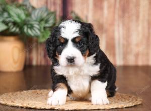 tri-colored mini bernedoodle near Chicago 