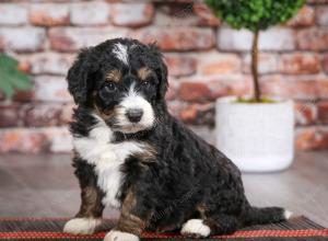 tri-colored male mini bernedoodle near Chicago Illinois