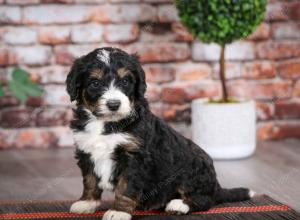 tri-colored male mini bernedoodle near Chicago Illinois