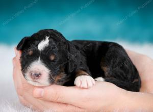 tri-colored male mini bernedoodle near Chicago Illinois