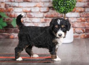 tri-colored male mini bernedoodle near Chicago Illinois