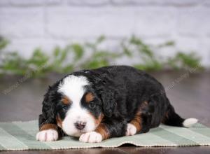 tri-colored mini bernedoodle near Chicago 