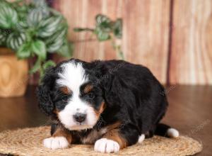 tri-colored mini bernedoodle near Chicago 