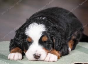 tri-colored mini bernedoodle near Chicago 