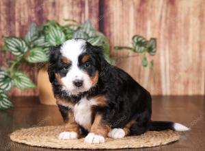 tri-colored mini bernedoodle near Chicago 