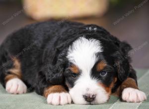 tri-colored mini bernedoodle near Chicago 