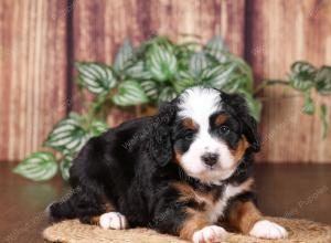 tri-colored mini bernedoodle near Chicago 